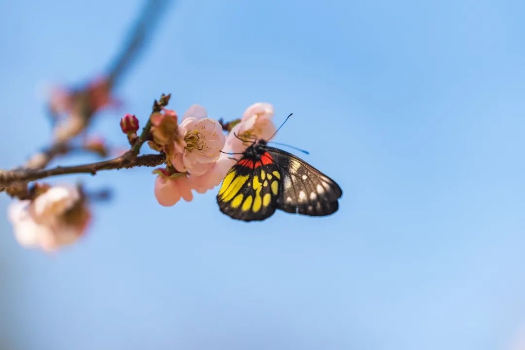 春节游去哪里好