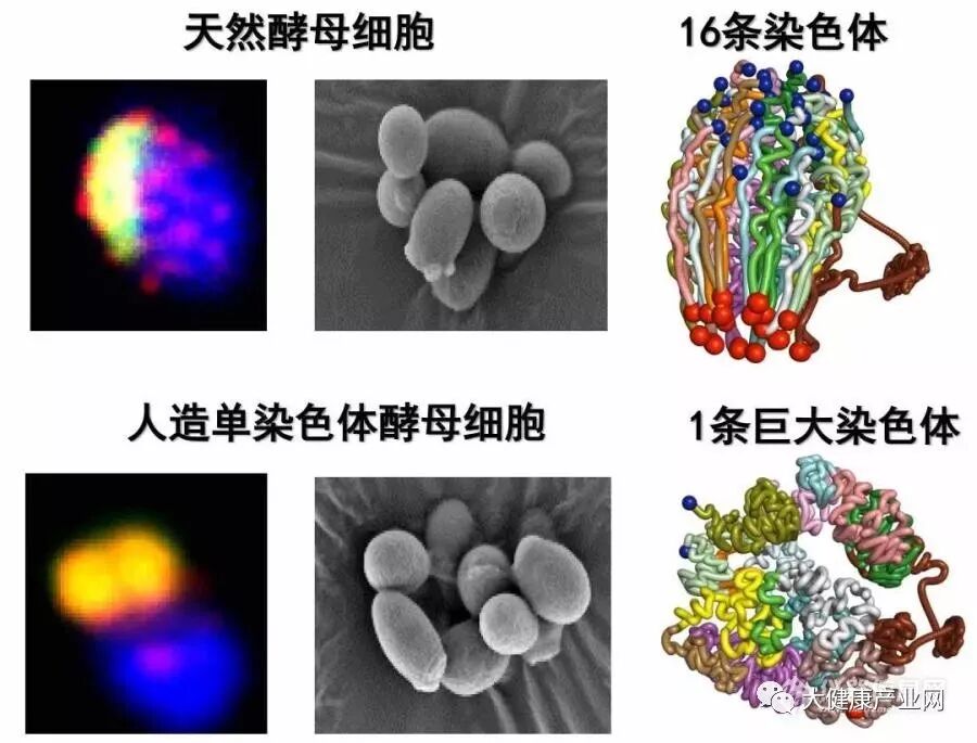 2 创建出首例人造单染色体真核细胞德国科学院院士nikos k.