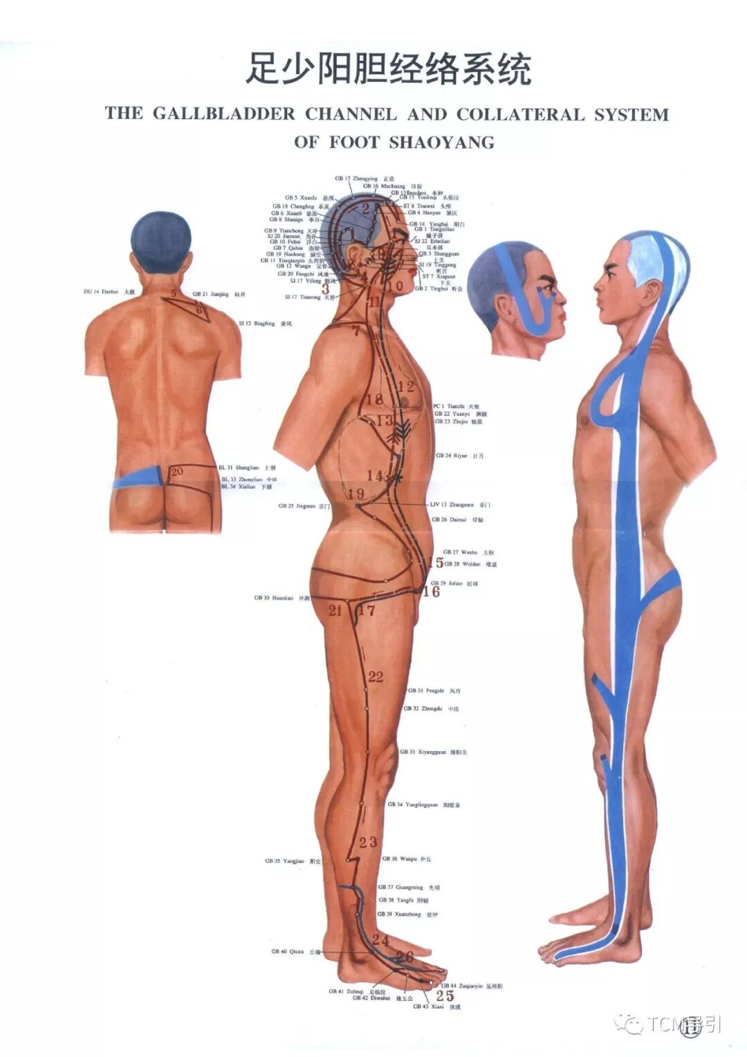 十二经筋之胆经筋 Tcm导引 微信公众号文章阅读 Wemp