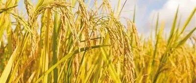 再生稻的秘密：一种两收再生稻，省工节本又高效