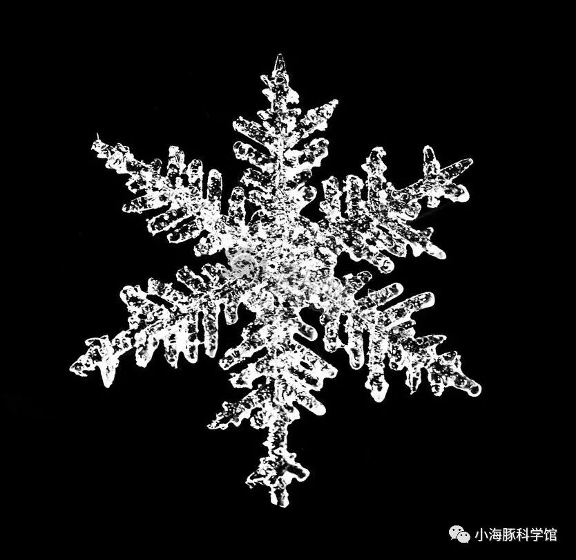 油水分离法画雪花_python turtle画雪花_雪花怎么画
