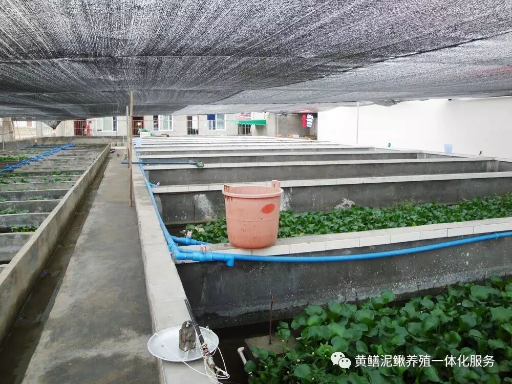 是什么让黄鳝养殖创业者纷纷退场?不知道这些,小心吃大亏!