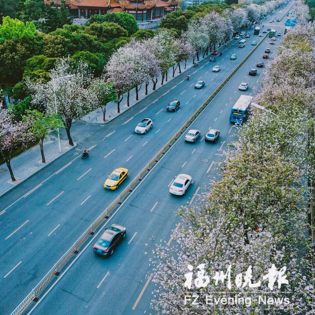 福州这些地方可赏羊蹄甲 首选赏花地:工业路 次选赏花地:温泉支路
