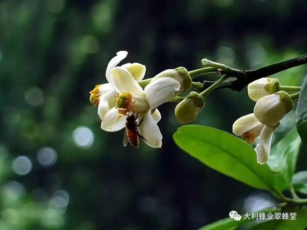 柑橘花开,勤劳的小蜜蜂辛勤的采摘甜蜜的柑橘蜜.