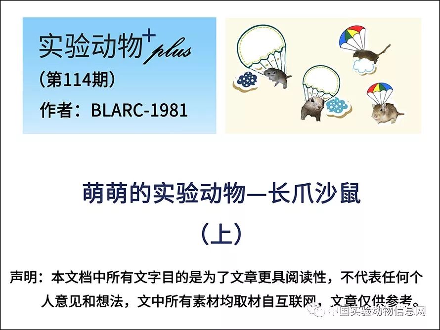 第114期 萌萌的实验动物 长爪沙鼠 上 中国实验动物信息网 微信公众号文章阅读 Wemp