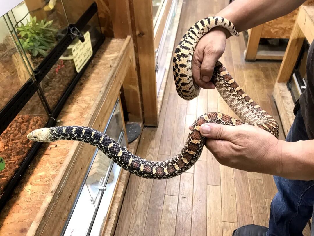 最大的玩具蛇之一 牛蛇 肆养上新 肆养 微信公众号文章阅读 Wemp