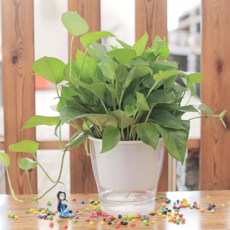 绿萝能晒太阳_绿萝可以晒太阳吗_晒太阳绿萝可以晒太阳吗