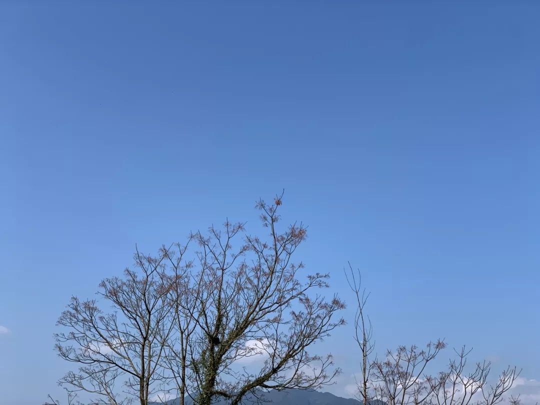 秋天快到了，喝什么茶排寒湿？（深度好文）