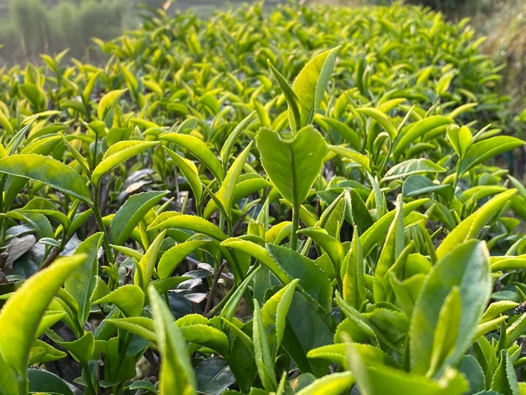 喝茶与不喝茶的人，差别竟然这么大！