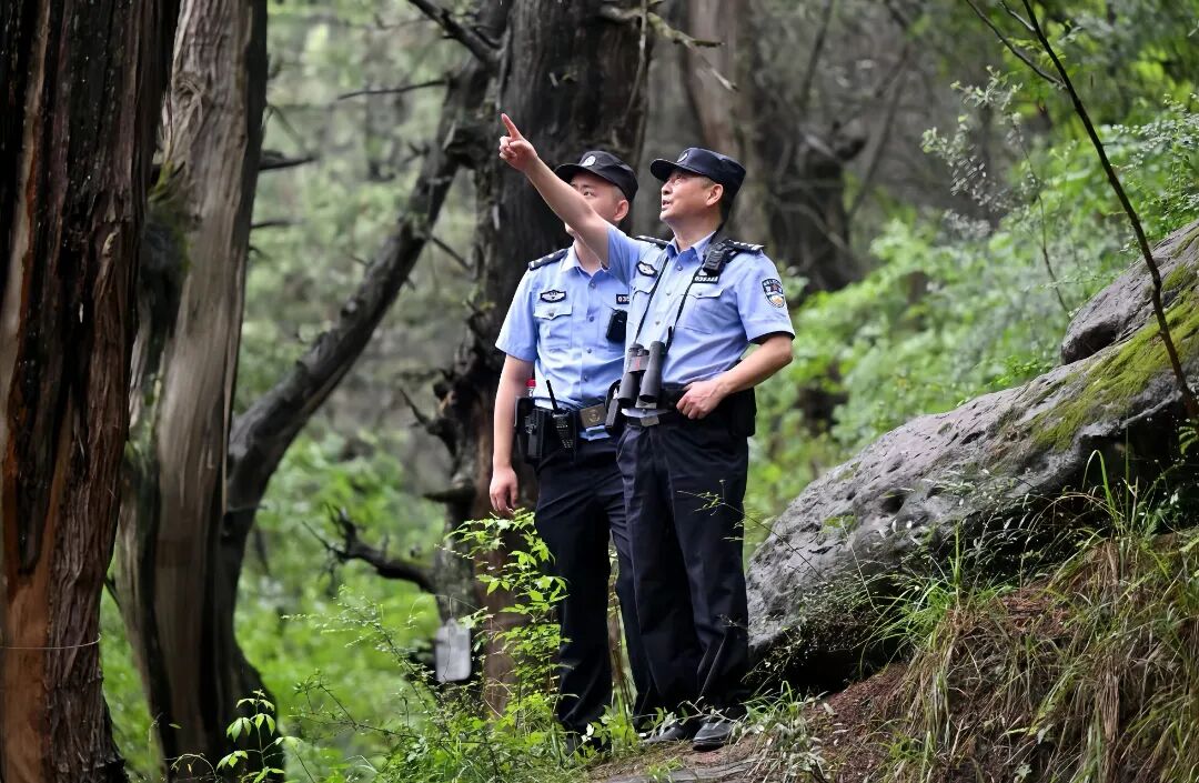 民警在古木林间开展巡护，用脚步筑牢生态安全屏障.jpg