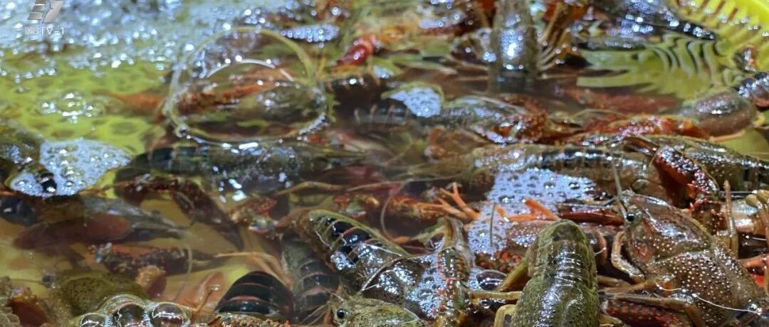 @宁波吃货,价格大跳水!这款美味正大量上市,你最喜欢哪种口味?