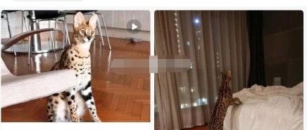 男子花5万元吸猫,网上炫耀被刑拘!网友:这种猫你也敢吸?