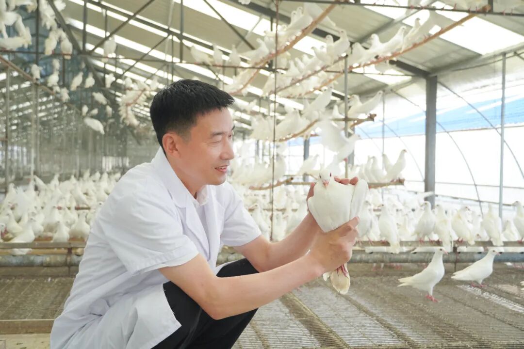 河南特色畜禽產業有多“特”