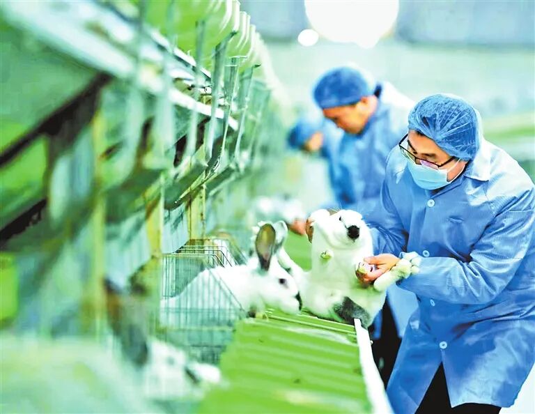 河南特色畜禽產業有多“特”