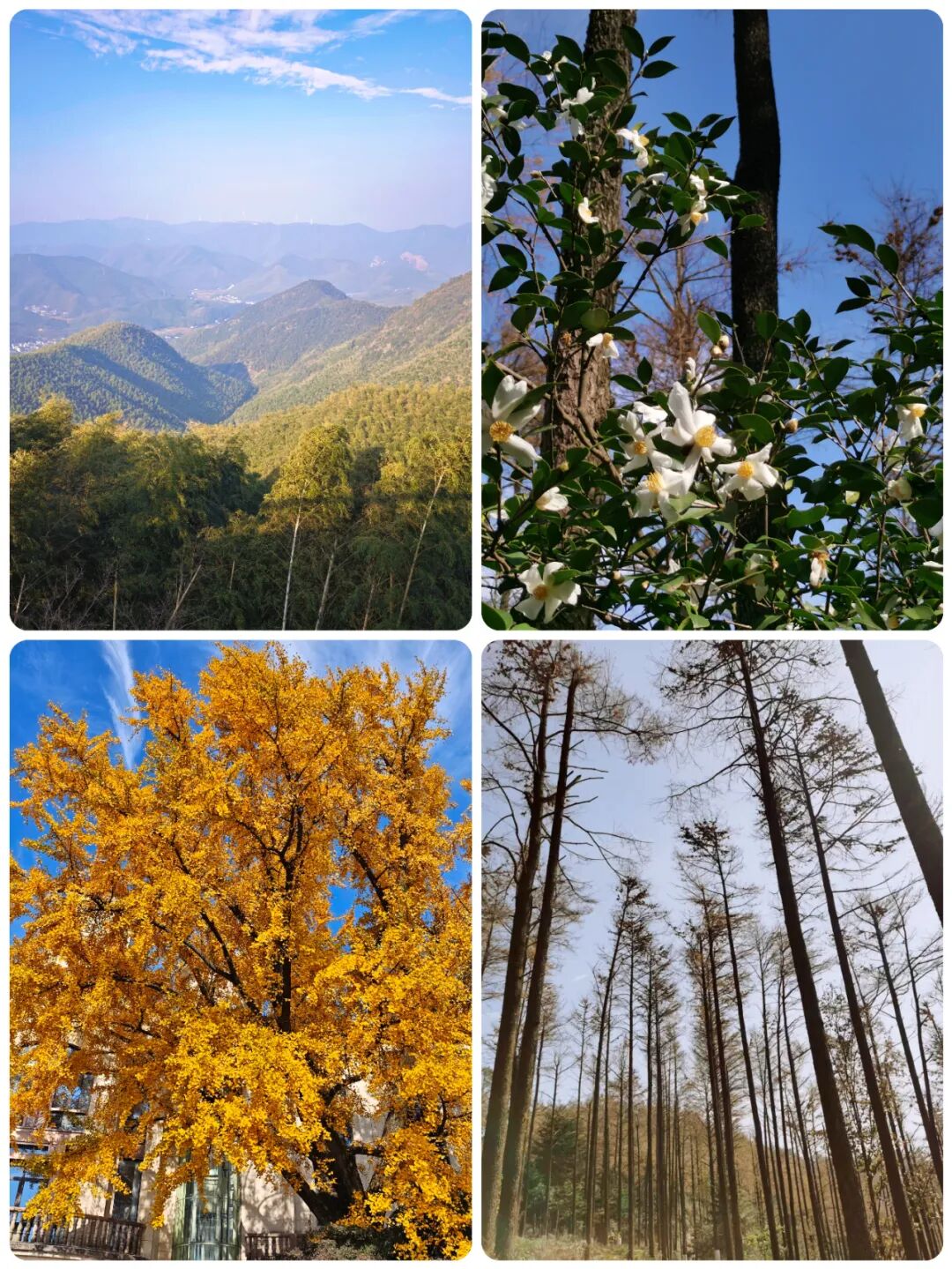 微松科技积极参与余杭区数字经济工会联合会莫干山登山比赛活动