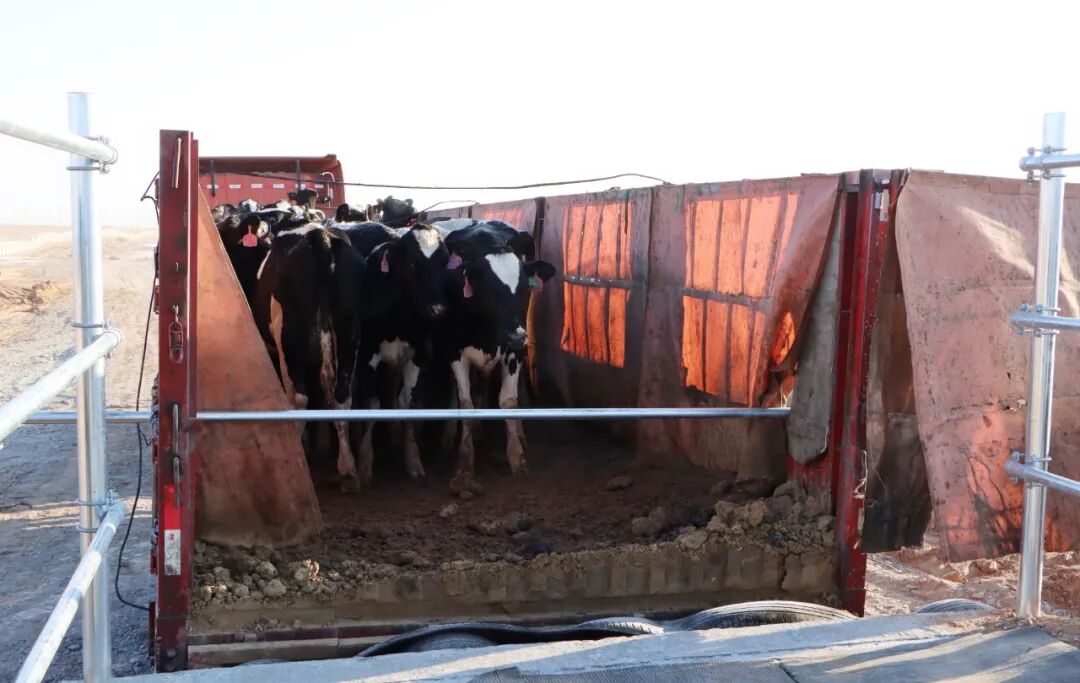 21日上午10时,运输奶牛的大货车缓缓靠在卸牛台边,一头头漂洋过海的