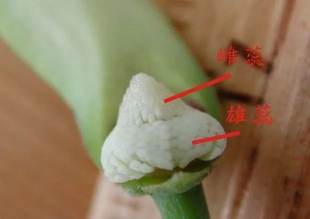 凤梨释迦授粉技术，凤梨释迦授粉方法