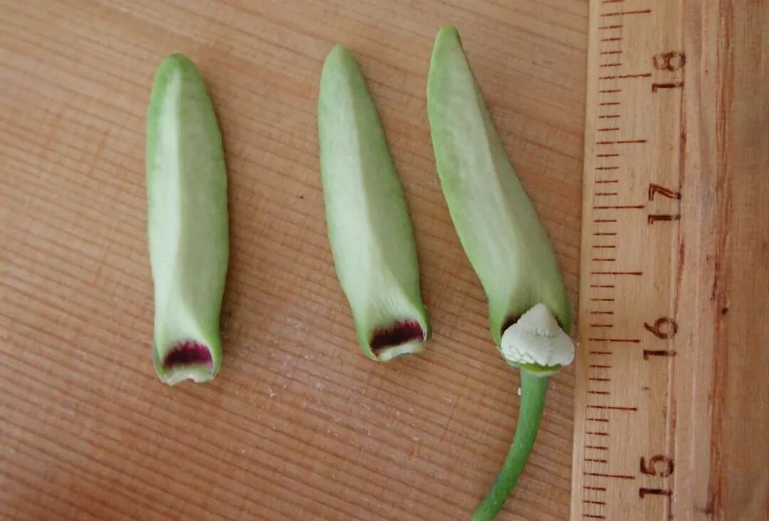 凤梨释迦授粉技术，凤梨释迦授粉方法