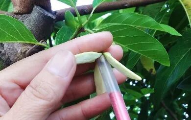 凤梨释迦授粉技术，凤梨释迦授粉方法