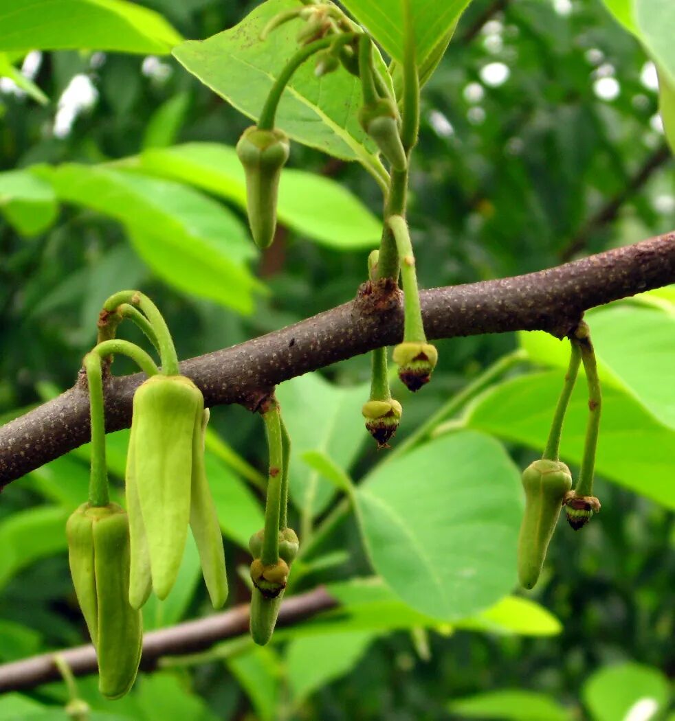 凤梨释迦授粉技术，凤梨释迦授粉方法