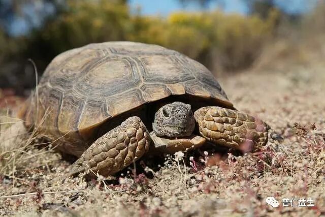 肾虚，肾阴虚，肾阳虚，肾精虚都是讲的什么？