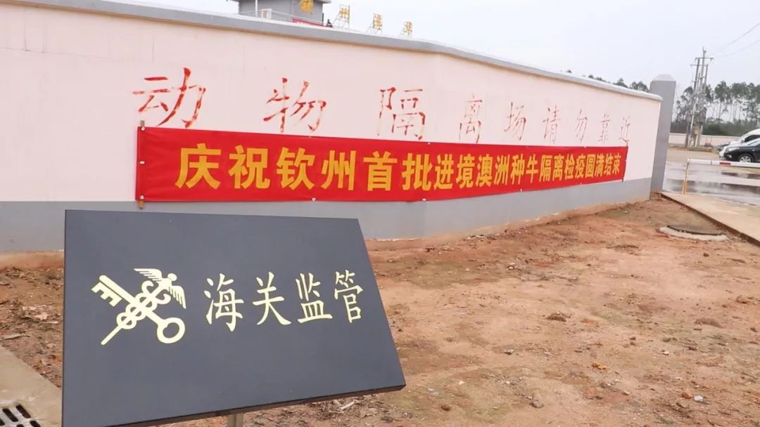 中国钦州口岸进口活畜海运新通道建成，首批4158头澳大利亚种牛顺利入境