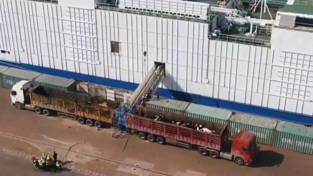 中国钦州口岸进口活畜海运新通道建成，首批4158头澳大利亚种牛顺利入境