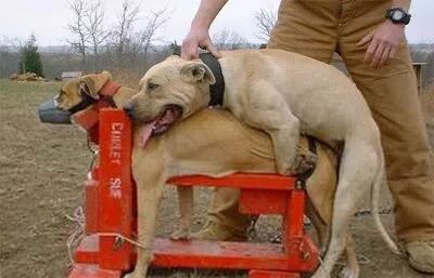 狗狗常见皮肤病和治疗方法,狗狗常见3种选配方法