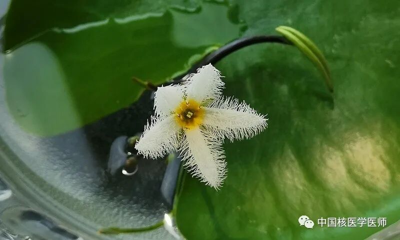 d-spect怎么检查【科普周刊245期】“歪脖子病”怎么办，核医学99mTc-MIBI SPECT／CT检查来助力_https://www.jmylbn.com_新闻资讯_第1张