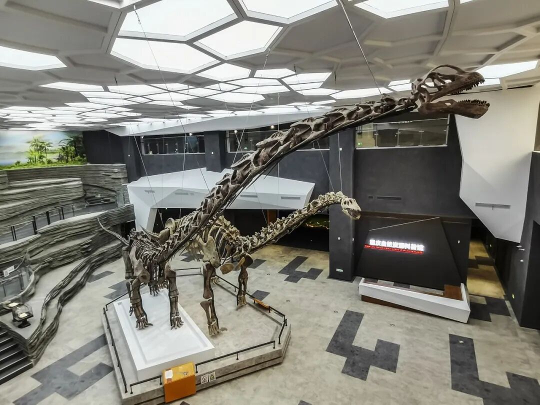 科研团队已对该恐龙进行科学复原与装架，现已在重庆自然资源科普馆中心展厅展出。受访者供图