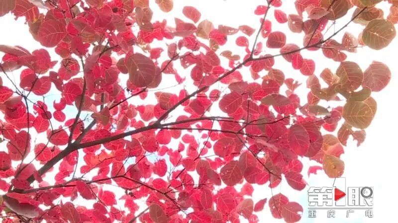 我爱重庆重庆的红叶红了 来看秋冬里热烈灿烂的美 全网搜