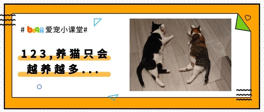 不服来辩!养两只猫就是比养一只猫更幸福!