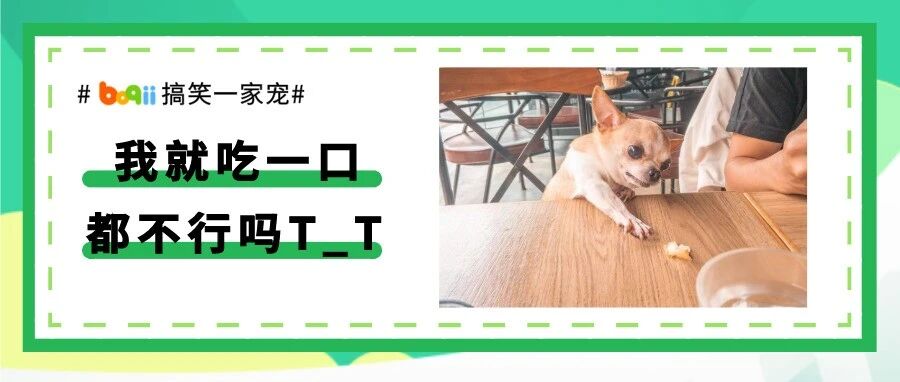 气吉败坏!超萌吉娃娃偷拿面包急到脸变形…为了吃东西，狗子可以多拼命!