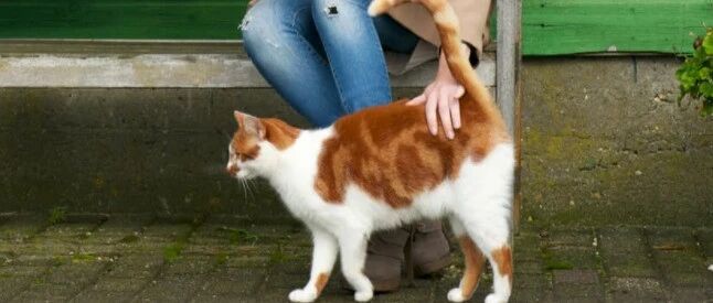 尾巴才是本体？猫咪与尾巴关系曝光，让你轻易抓住猫咪的心！