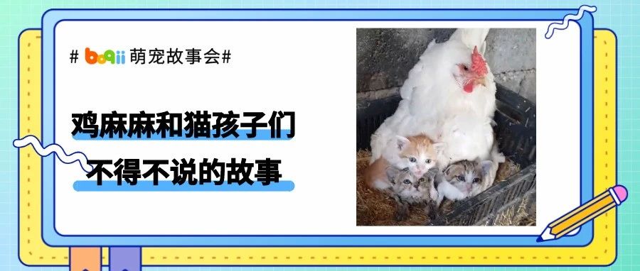 当三只小奶猫的麻麻淹死后，这只母鸡做出了这样的决定…