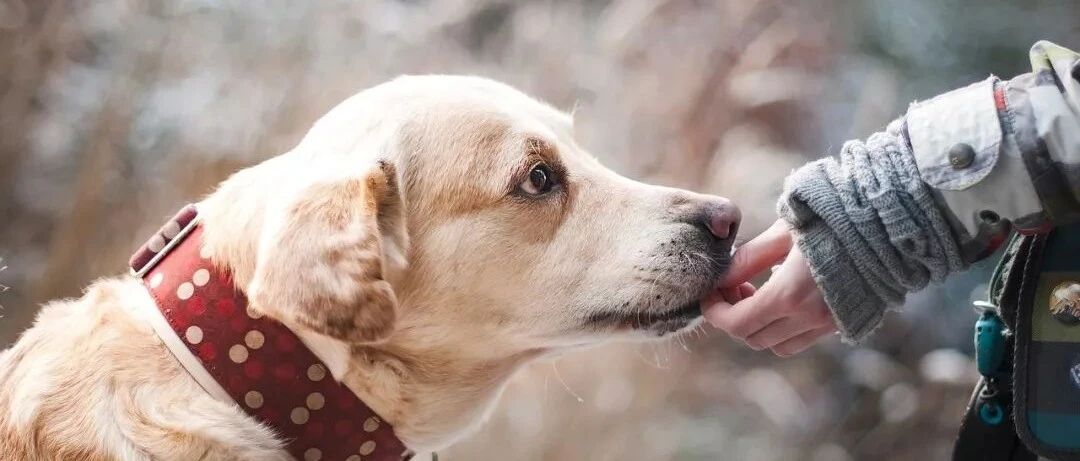 这件小事，决定了你的狗狗会开朗还是自闭！