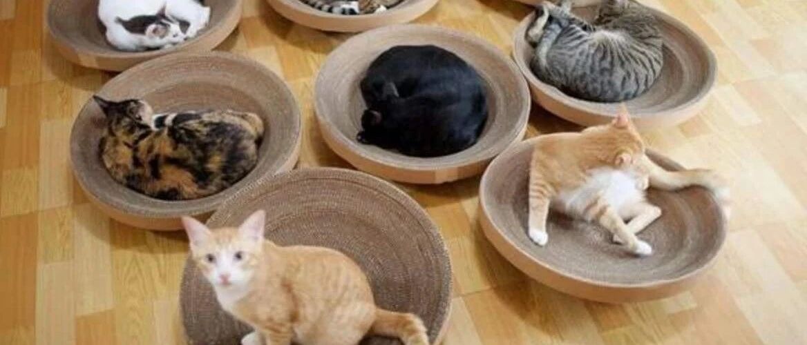 超准！猫咪性格好不好，看花色就知道~