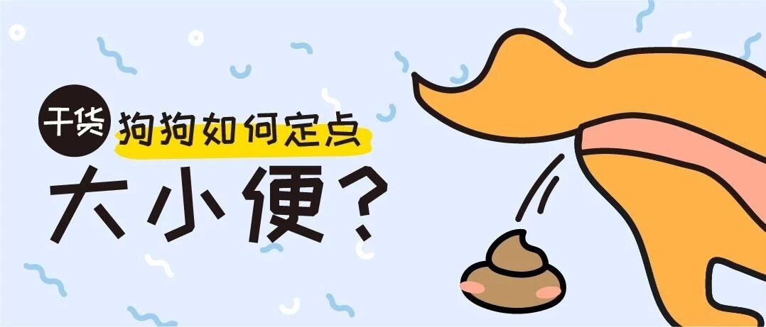 狗狗又在家乱尿了！国家高级训犬师教学，这几步帮你轻松改善