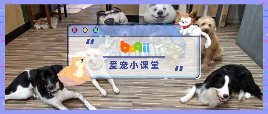 「你被开除了！」流浪狗化身咖啡店员，被老板辞退的原因超暖心…