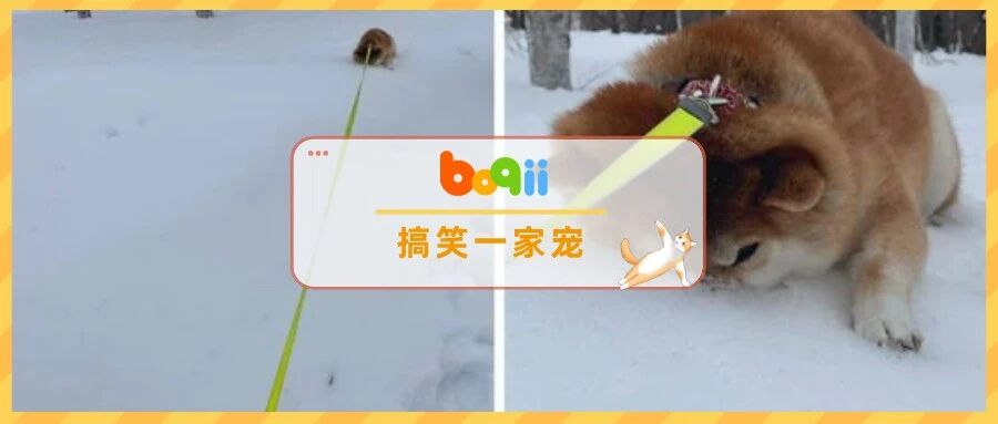 不要回家！固执阿柴玩到忘我，深埋雪地「用脸拒绝」，笑翻20万网友~
