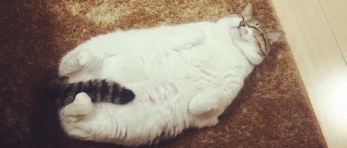 猫咪取暖方式有多野？看完无毛猫的，头笑掉了！