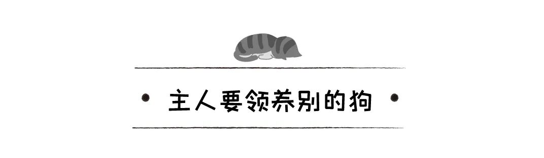 狗狗收容所裡盼來原主人，本以為主人來救它，沒想到他領養了別的狗 寵物 第13張