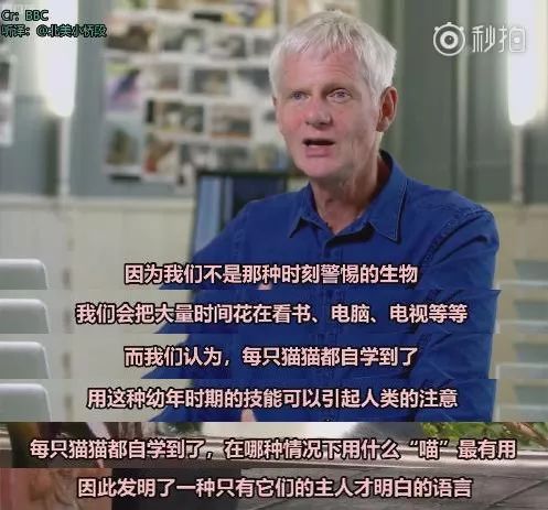 貓咪表面高冷，其實偷偷為鏟屎官做了這件事……知道真相後感動了！ 未分類 第9張