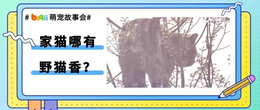 渣猫出轨小野猫，离家出走却被困20米树顶上整整5天...猫：我明明只是想吹吹风！！