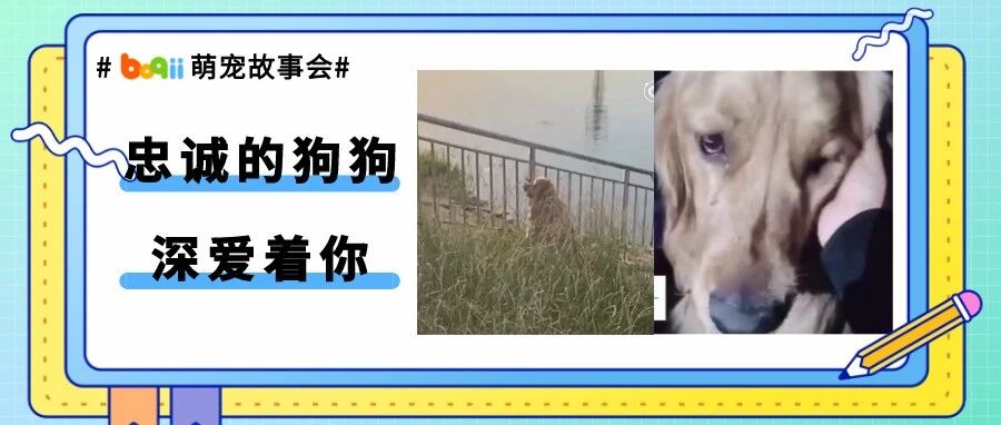 忠诚的金毛岸边苦等溺亡主人，一天一夜不愿离去，双眼流泪到通红！