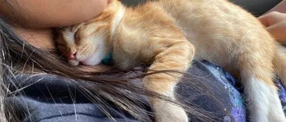 公猫偏爱女性？母猫偏爱男性？教你打破性别壁垒，拥有吸猫体质