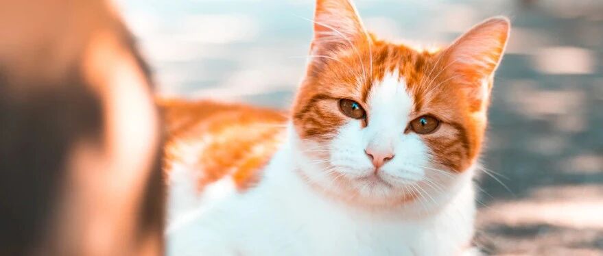 猫咪这个行为，其实是在向你表白！很多人却不知道……
