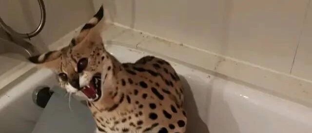 男子花5万吸猫被刑拘！网友：这种猫你也敢吸？