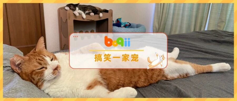想知道你的家庭地位？看看你家猫的睡姿就知道了…猫：你算哪条小鱼干？！