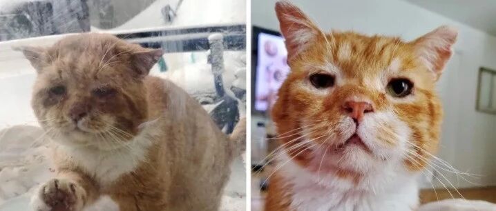 大雪天，老橘猫生病后挨家挨户敲门求收留，没想到……